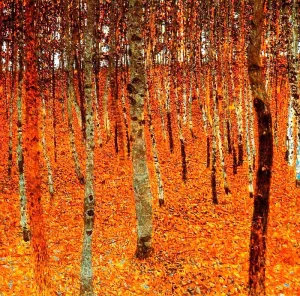 Beech Forest