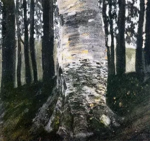 Birch in a Forest